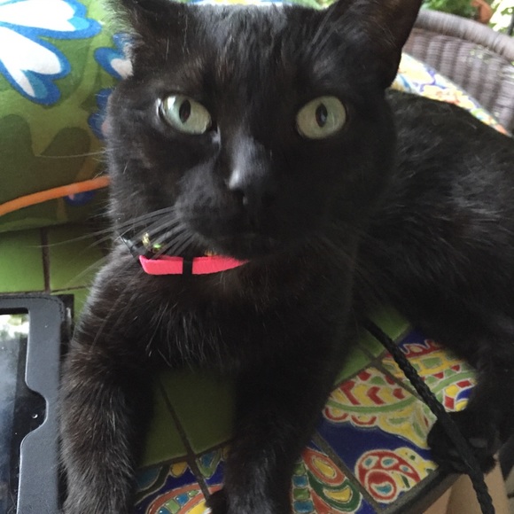 Meet your Posher, Michele - Picture 2 of 3